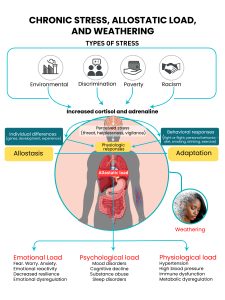 A detailed infographic titled "Chronic Stress, Allostatic Load, and Weathering" illustrates how various stressors—such as environmental factors, discrimination, poverty, and racism—affect the human body. It features a central human figure with highlighted organs and outlines the pathways from stress exposure to emotional, psychological, and physiological consequences. The graphic explains concepts like allostasis, perceived stress, behavioral adaptation, and the cumulative effects of chronic stress on health.